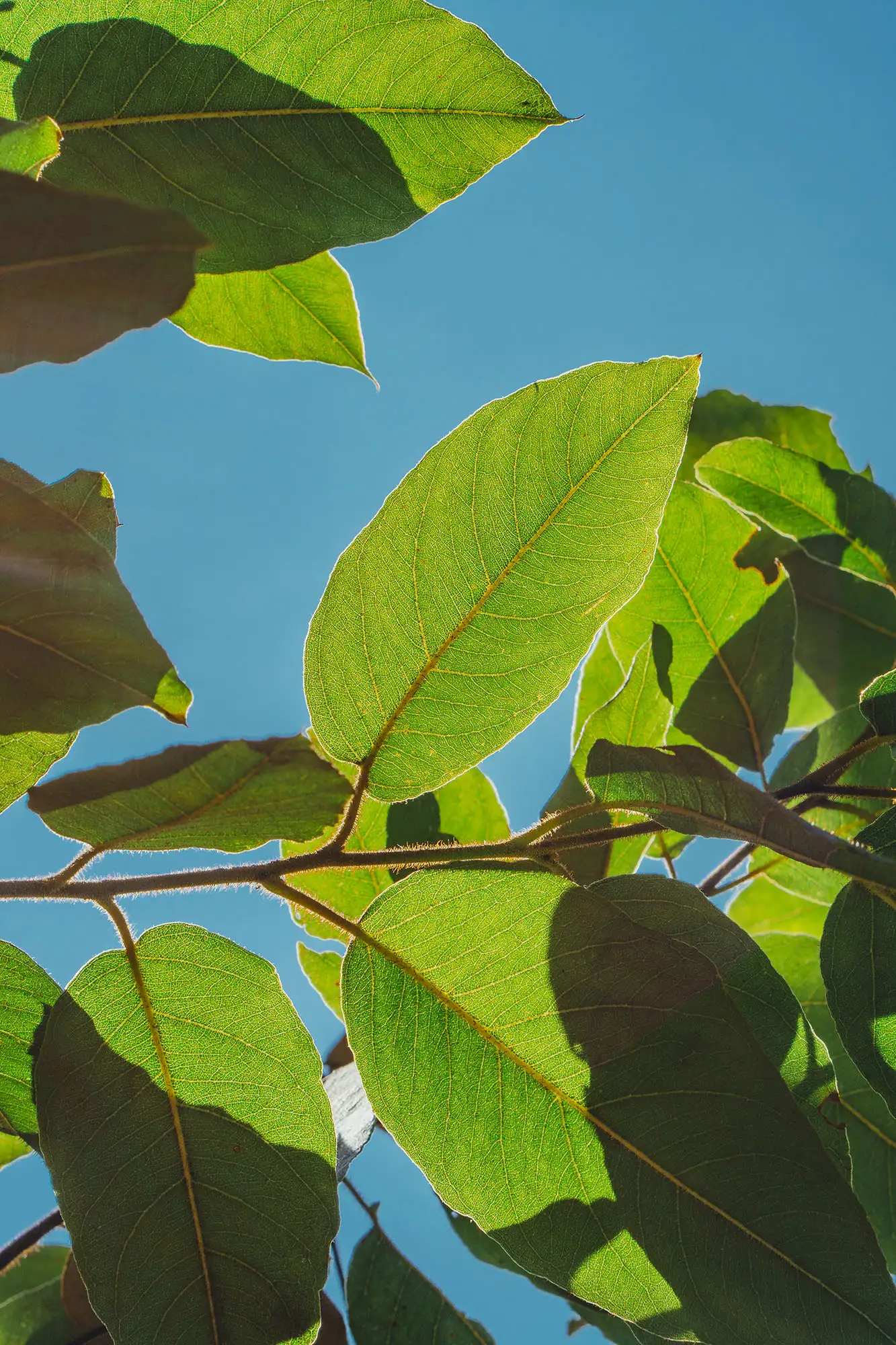 Leaves and blue sky